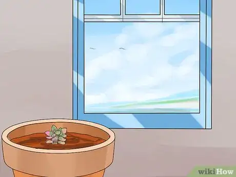 Image intitulée Propagate Succulents from Leaves Step 14