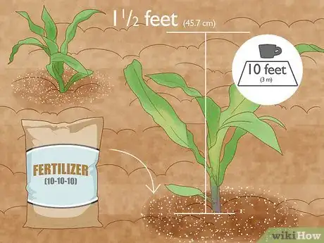 Image intitulée Grow Sweet Corn Step 12
