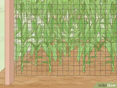 Image intitulée Grow Sweet Corn Step 14
