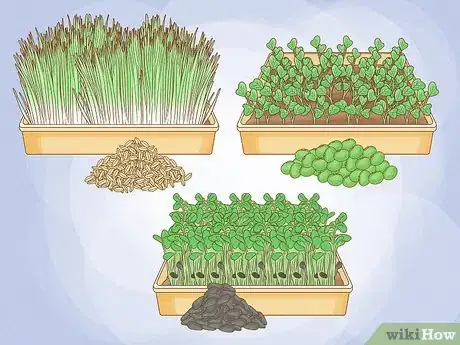 Image intitulée Grow Sprouts Step 19