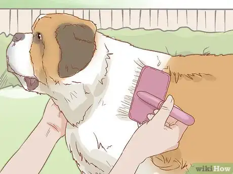 Image intitulée Care for a Saint Bernard Step 9
