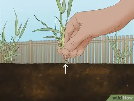 Image intitulée Lay Sod Step 4