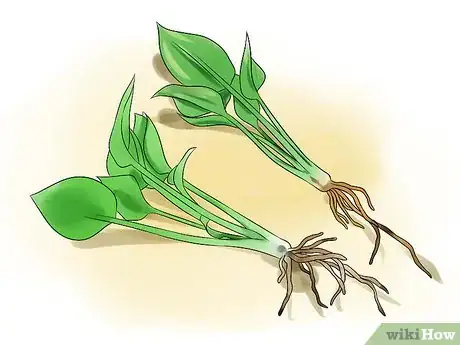 Image intitulée Care for Hostas Step 9