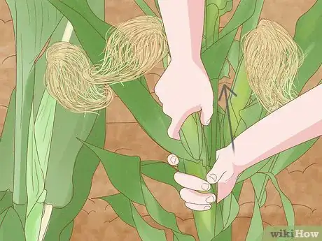 Image intitulée Grow Sweet Corn Step 16
