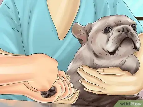 Image intitulée Breed French Bulldogs Step 8
