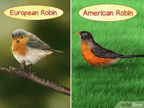 Image intitulée Tell a Male Robin from a Female Robin Step 5