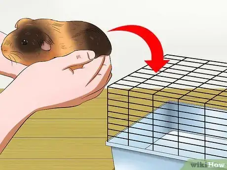 Image intitulée Pick Up a Guinea Pig Step 10