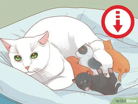 Image intitulée Know if a Kitten Is Old Enough to Neuter or Spay Step 6