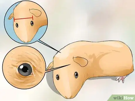 Image intitulée Breed Standard Guinea Pigs Step 4