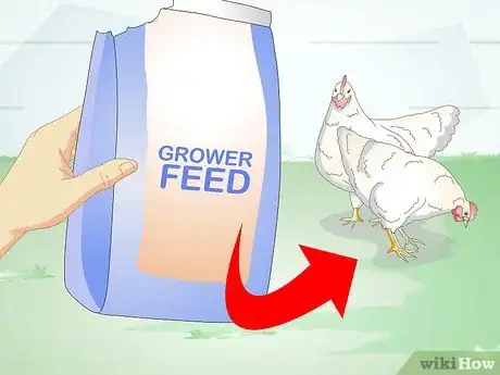Image intitulée Feed Laying Hens Step 11