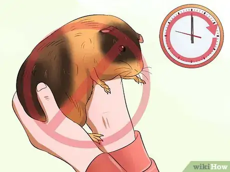 Image intitulée Pick Up a Guinea Pig Step 12