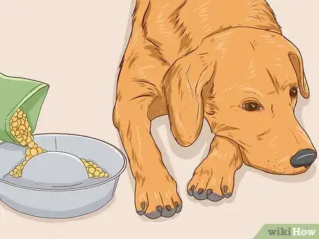 Image intitulée Help a Dog Pass an Obstruction Step 4