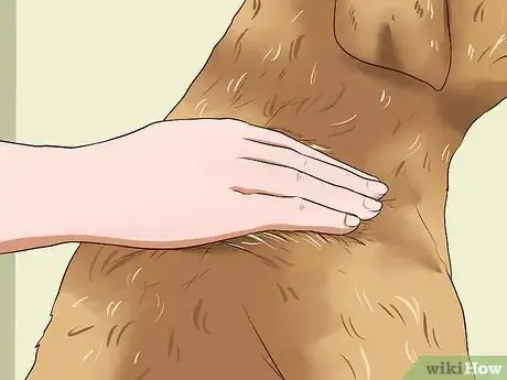 Image intitulée Treat Worms in Dogs Step 6