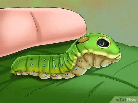 Image intitulée Keep Caterpillars Out of the Garden Step 4