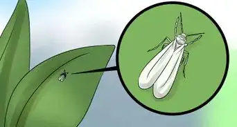 prendre soin d'une plante d'aloe vera