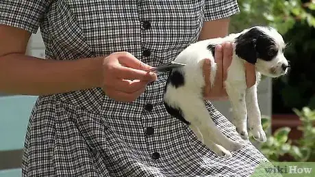 Image intitulée Bathe Your Puppy Step 1