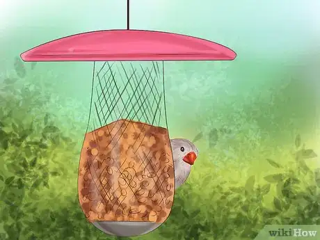 Image intitulée Raise Zebra Finches Step 13