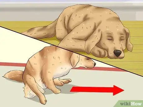 Image intitulée Treat Worms in Dogs Step 9