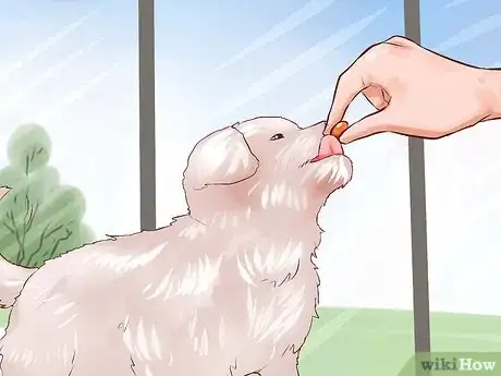 Image intitulée Prepare for a Puppy Step 13