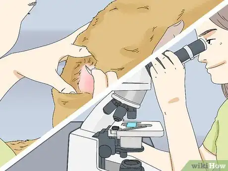 Image intitulée Treat Folliculitis in Dogs Step 3