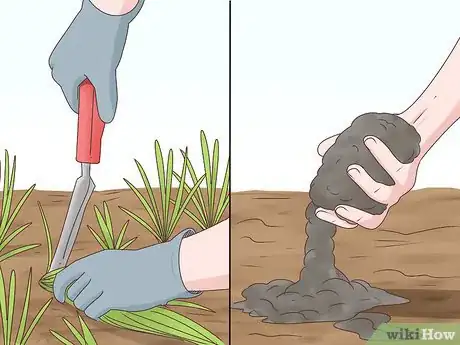 Image intitulée Grow Cherries Step 6