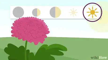 Image intitulée Plant Mums Step 3