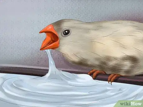 Image intitulée Raise Zebra Finches Step 15