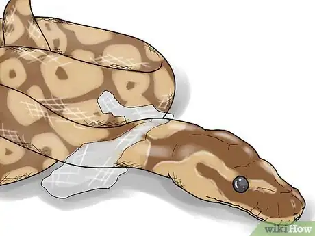 Image intitulée Care for Ball Pythons Step 7