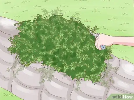 Image intitulée Grow Lantana Plants Step 18