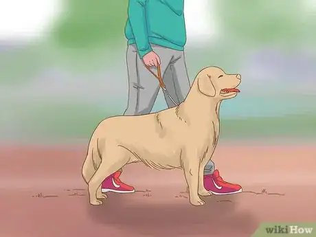Image intitulée Care for a Dog After Spaying Step 21