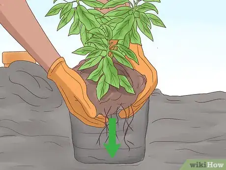 Image intitulée Grow Cherries Step 12