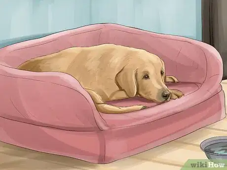 Image intitulée Treat Canine Stroke Step 5
