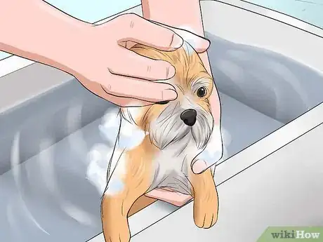 Image intitulée Bathe a Shih Tzu Puppy Step 8