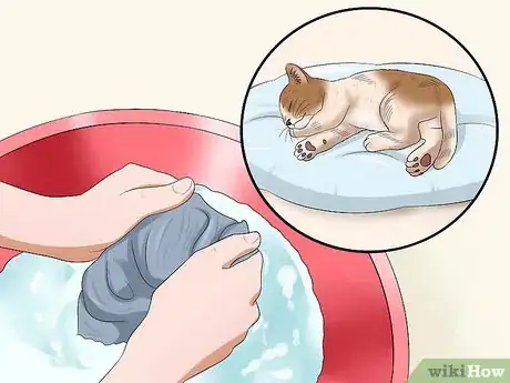 Image intitulée Get Rid of Fleas on a Kitten Too Young for Topical Ointments Step 7