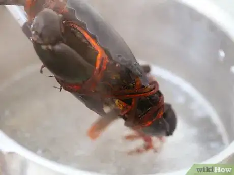 Image intitulée Prepare Crabs Step 2