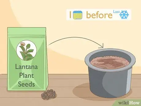 Image intitulée Grow Lantana Plants Step 5