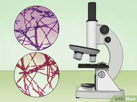 Image intitulée Identify Bacteria Step 1