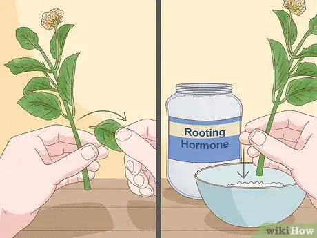 Image intitulée Grow Lantana Plants Step 2
