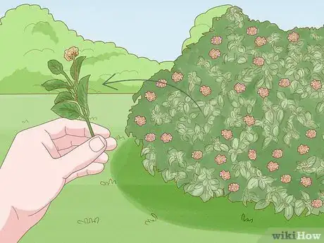 Image intitulée Grow Lantana Plants Step 1