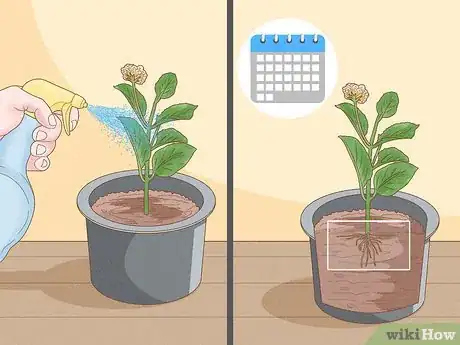 Image intitulée Grow Lantana Plants Step 4