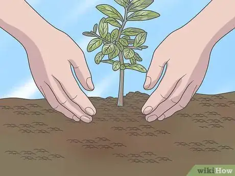 Image intitulée Grow Crepe Myrtle Step 7