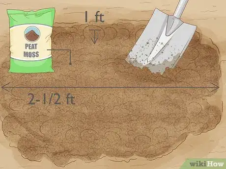 Image intitulée Grow Blueberries Step 6