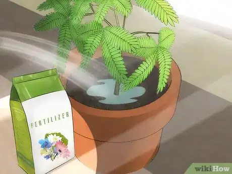 Image intitulée Grow a Sensitive Plant Step 6