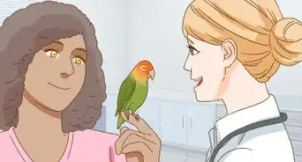 élever un inséparable comme animal de compagnie
