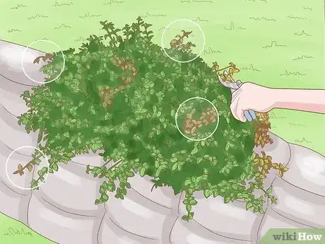 Image intitulée Grow Lantana Plants Step 17