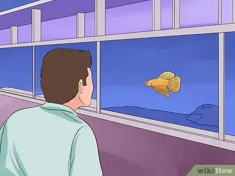 Image intitulée Help a Betta Fish Live Longer Step 1