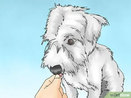Image intitulée Care for a Dog with a Torn ACL Step 4