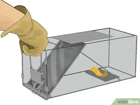 Image intitulée Trap a Beaver Step 20