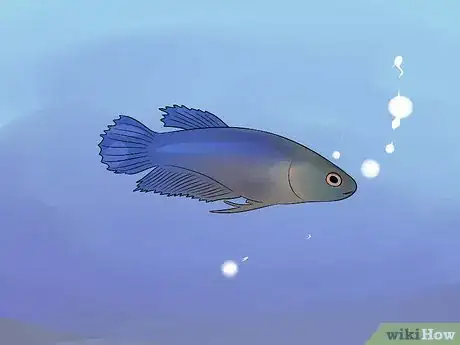 Image intitulée Help a Betta Fish Live Longer Step 3