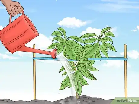 Image intitulée Grow Cherries Step 15